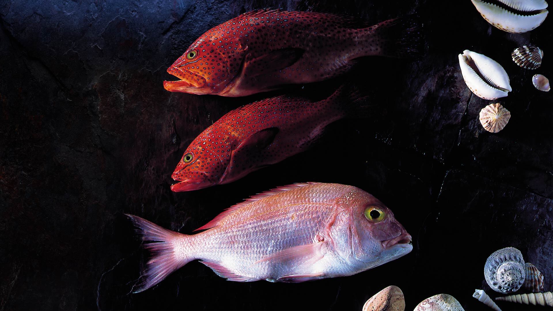 Fotokonzeption Ulm Eifert Fotodesign Werbefotograf Metro Neu-Ulm Fisch Red Snapper Deutsche See konzeptionelle low key Fotos Restaurant Werbung Speisekarte Foto